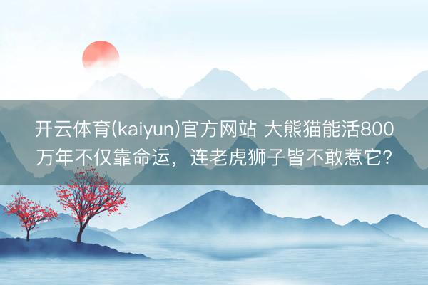 开云体育(kaiyun)官方网站 大熊猫能活800万年不仅靠命运，连老虎狮子皆不敢惹它?